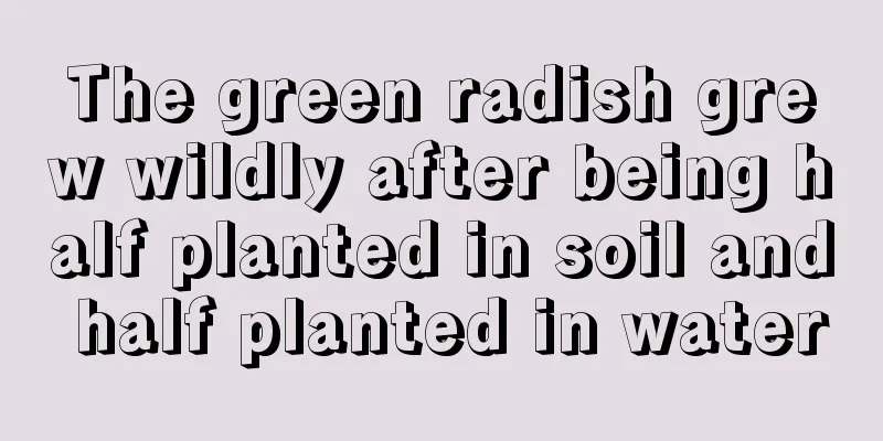 The green radish grew wildly after being half planted in soil and half planted in water