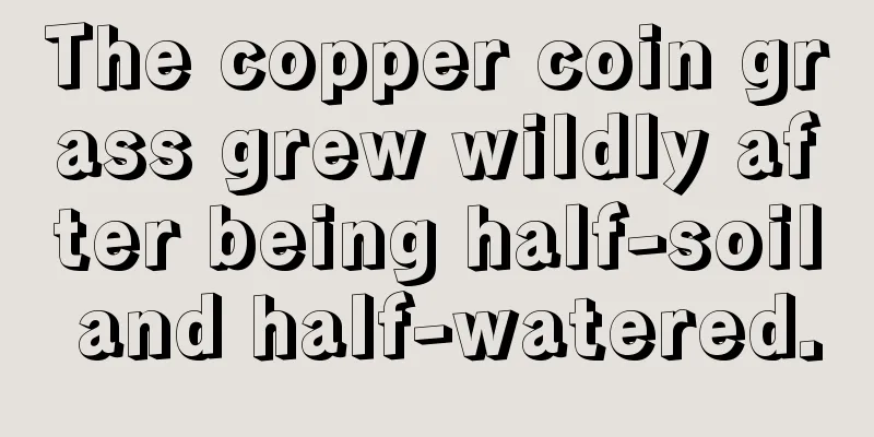 The copper coin grass grew wildly after being half-soil and half-watered.