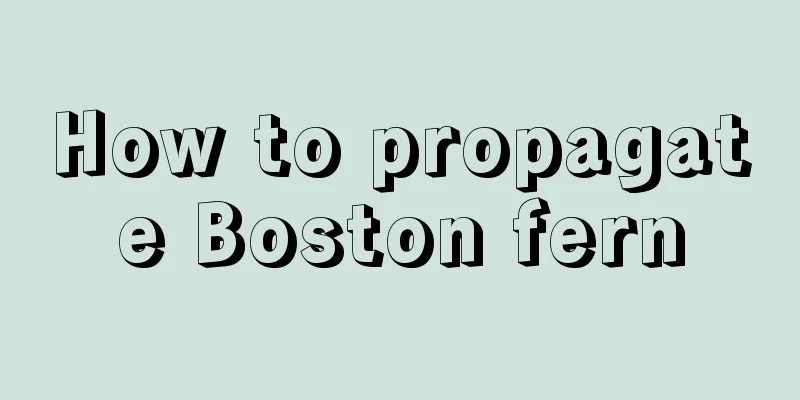 How to propagate Boston fern