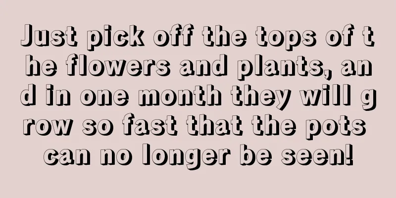 Just pick off the tops of the flowers and plants, and in one month they will grow so fast that the pots can no longer be seen!