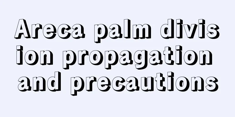 Areca palm division propagation and precautions