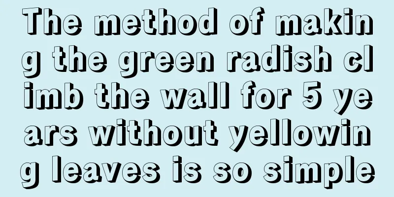 The method of making the green radish climb the wall for 5 years without yellowing leaves is so simple