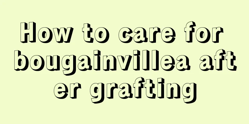 How to care for bougainvillea after grafting