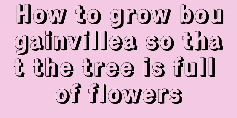 How to grow bougainvillea so that the tree is full of flowers