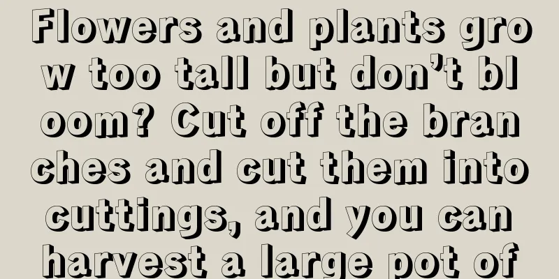 Flowers and plants grow too tall but don’t bloom? Cut off the branches and cut them into cuttings, and you can harvest a large pot of