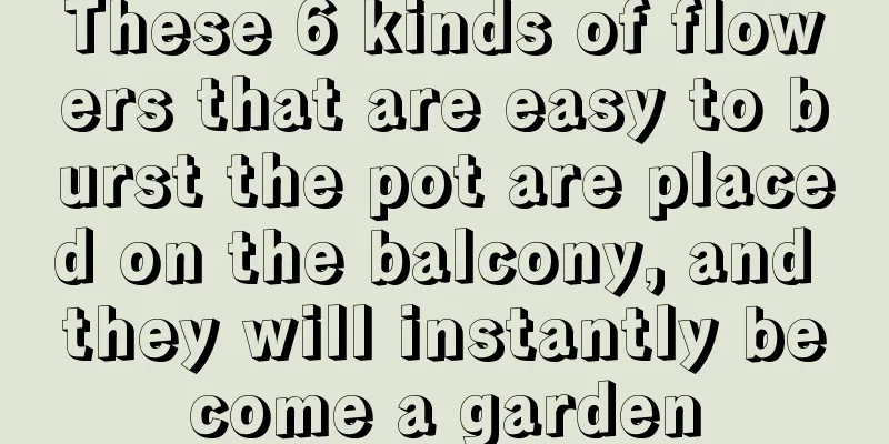 These 6 kinds of flowers that are easy to burst the pot are placed on the balcony, and they will instantly become a garden