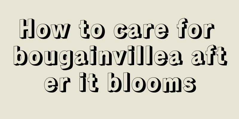 How to care for bougainvillea after it blooms