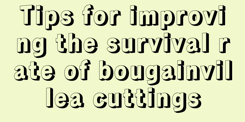 Tips for improving the survival rate of bougainvillea cuttings