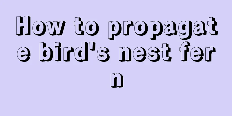 How to propagate bird's nest fern