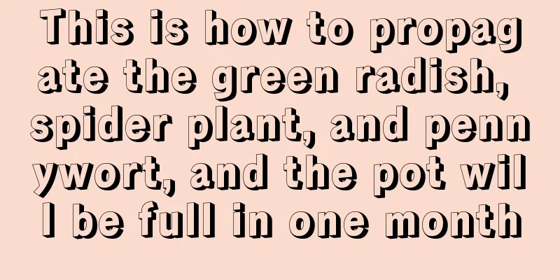 This is how to propagate the green radish, spider plant, and pennywort, and the pot will be full in one month