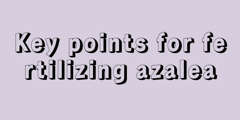 Key points for fertilizing azalea