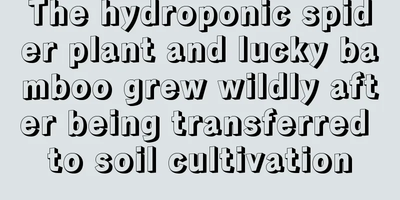 The hydroponic spider plant and lucky bamboo grew wildly after being transferred to soil cultivation