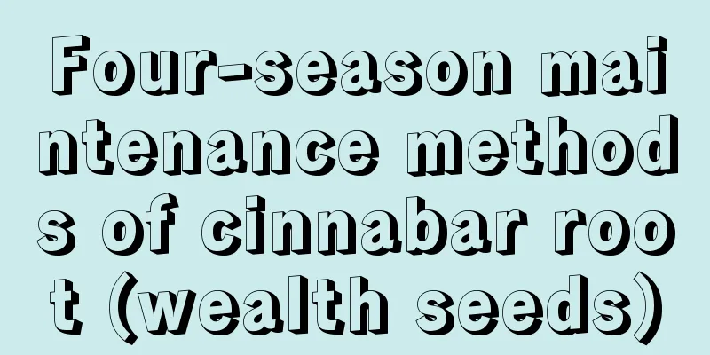 Four-season maintenance methods of cinnabar root (wealth seeds)