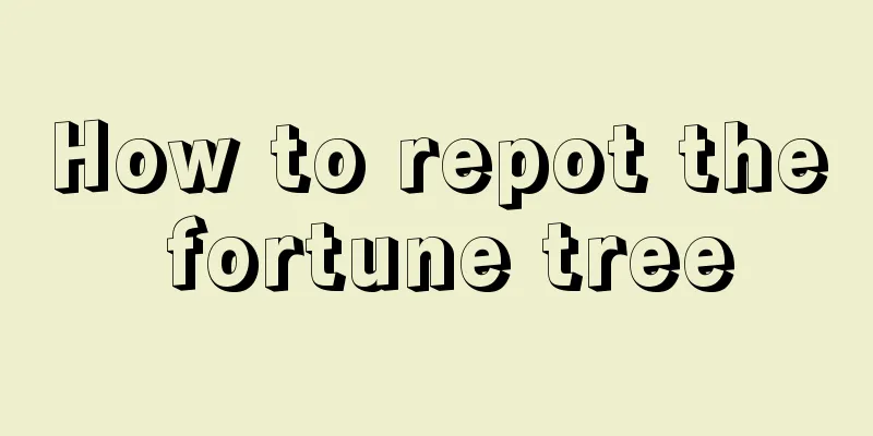 How to repot the fortune tree