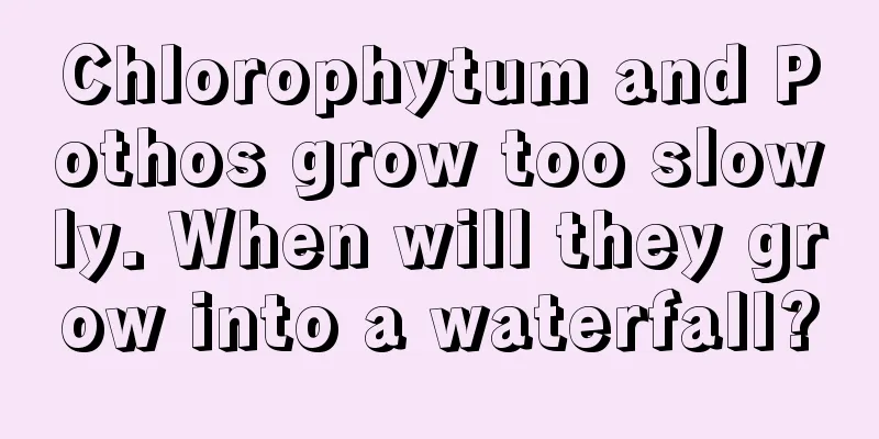 Chlorophytum and Pothos grow too slowly. When will they grow into a waterfall?