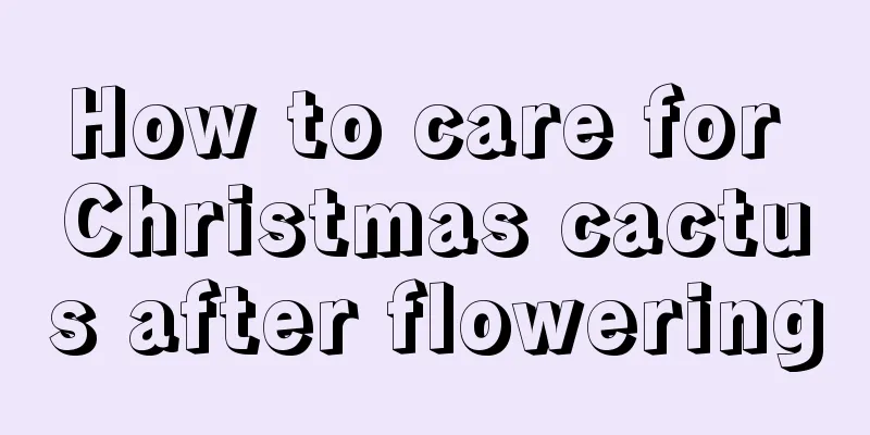 How to care for Christmas cactus after flowering