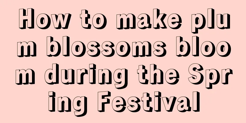 How to make plum blossoms bloom during the Spring Festival