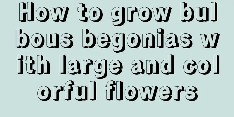 How to grow bulbous begonias with large and colorful flowers