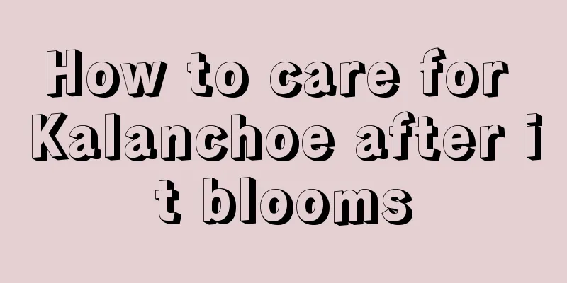 How to care for Kalanchoe after it blooms