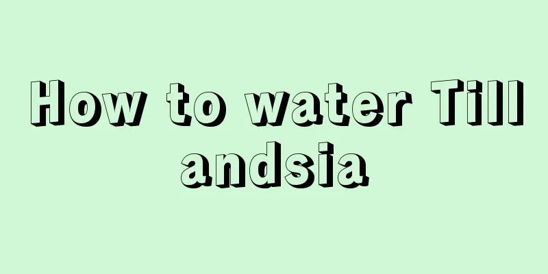 How to water Tillandsia