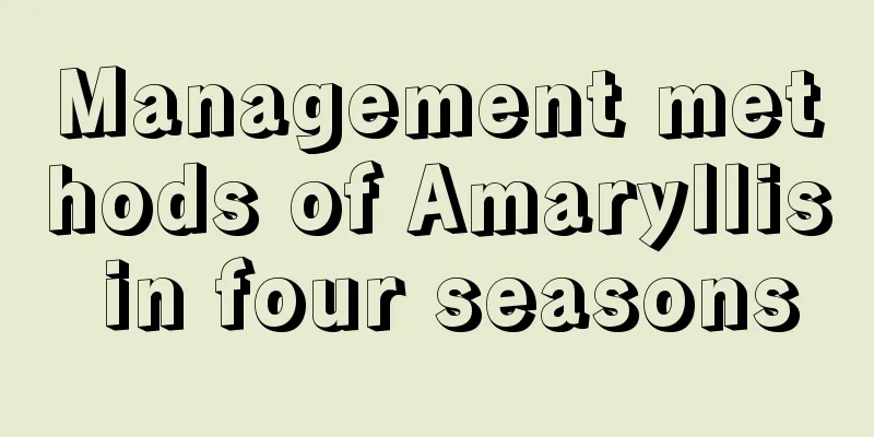 Management methods of Amaryllis in four seasons