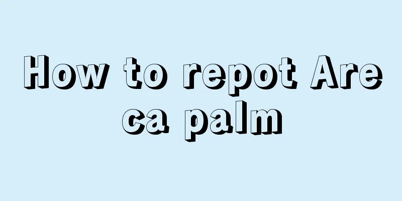 How to repot Areca palm