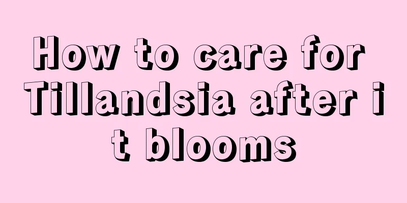 How to care for Tillandsia after it blooms