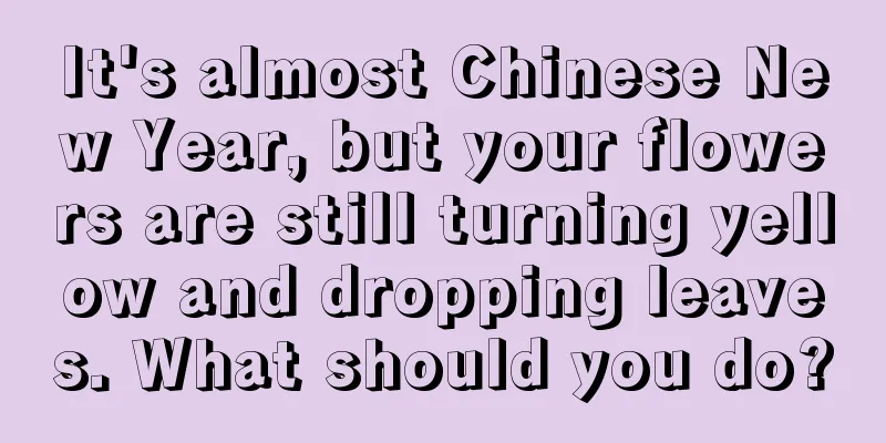 It's almost Chinese New Year, but your flowers are still turning yellow and dropping leaves. What should you do?