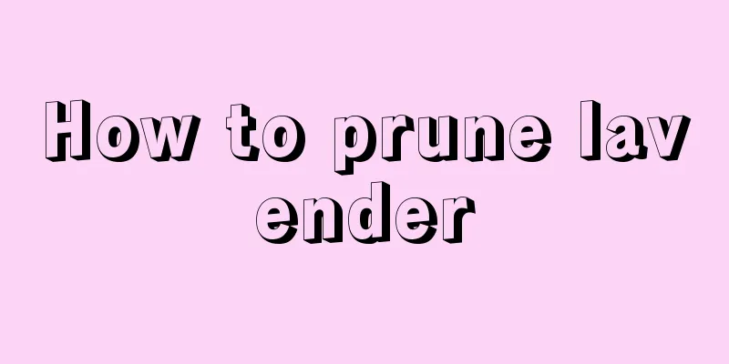 How to prune lavender