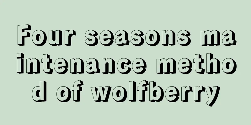 Four seasons maintenance method of wolfberry