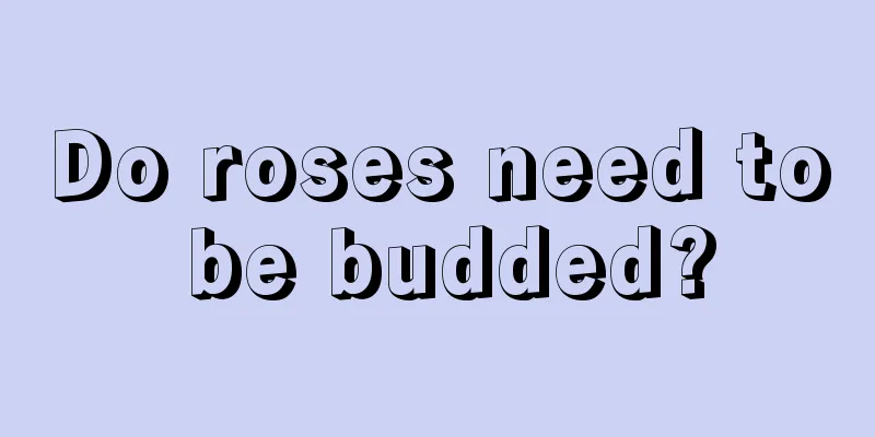 Do roses need to be budded?