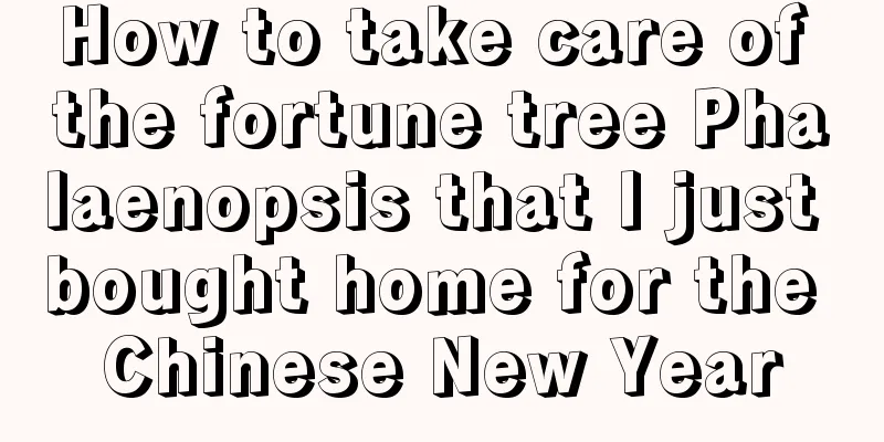 How to take care of the fortune tree Phalaenopsis that I just bought home for the Chinese New Year