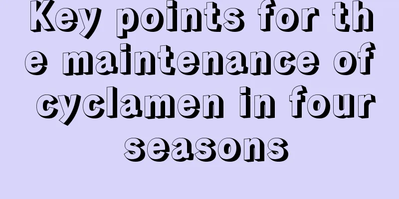 Key points for the maintenance of cyclamen in four seasons