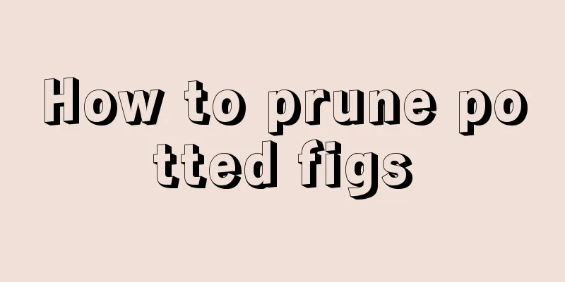 How to prune potted figs