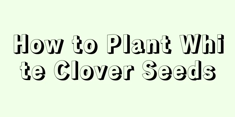 How to Plant White Clover Seeds