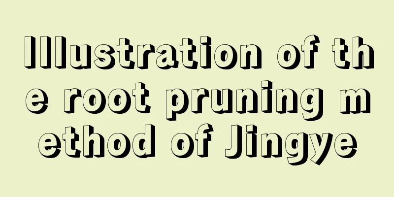 Illustration of the root pruning method of Jingye