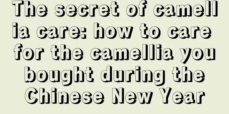 The secret of camellia care: how to care for the camellia you bought during the Chinese New Year