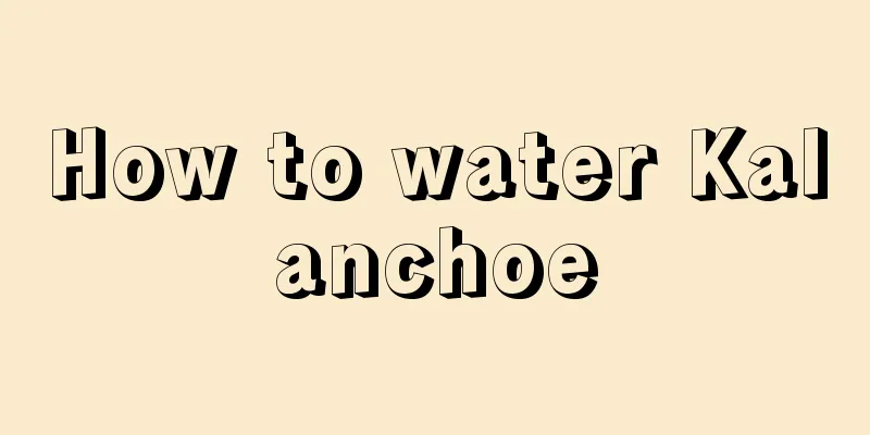 How to water Kalanchoe