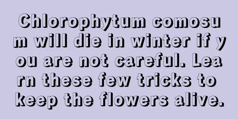 Chlorophytum comosum will die in winter if you are not careful. Learn these few tricks to keep the flowers alive.