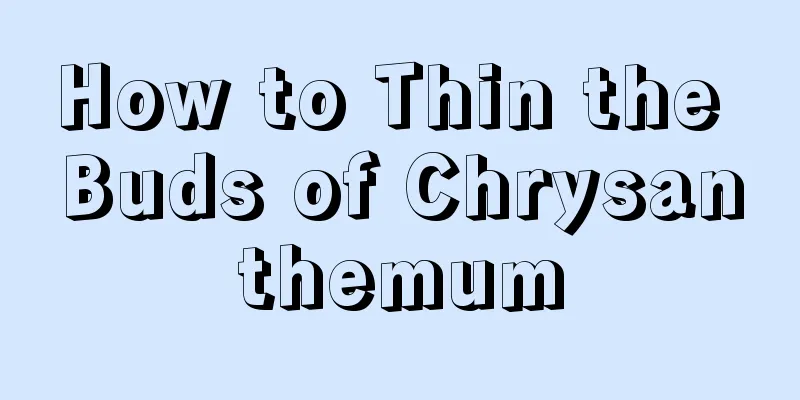 How to Thin the Buds of Chrysanthemum