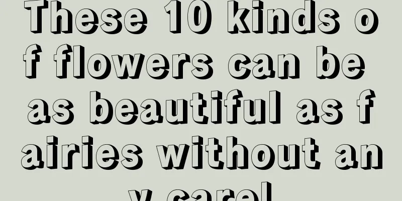 These 10 kinds of flowers can be as beautiful as fairies without any care!