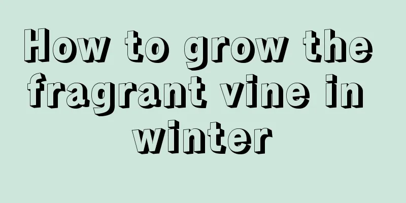 How to grow the fragrant vine in winter