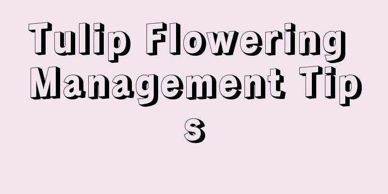 Tulip Flowering Management Tips