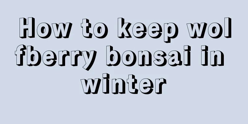 How to keep wolfberry bonsai in winter