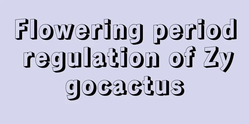 Flowering period regulation of Zygocactus