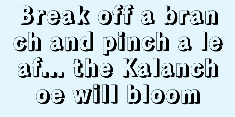 Break off a branch and pinch a leaf... the Kalanchoe will bloom