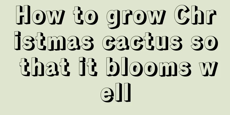 How to grow Christmas cactus so that it blooms well