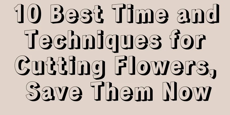 10 Best Time and Techniques for Cutting Flowers, Save Them Now