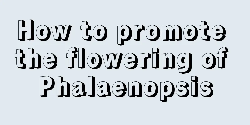 How to promote the flowering of Phalaenopsis