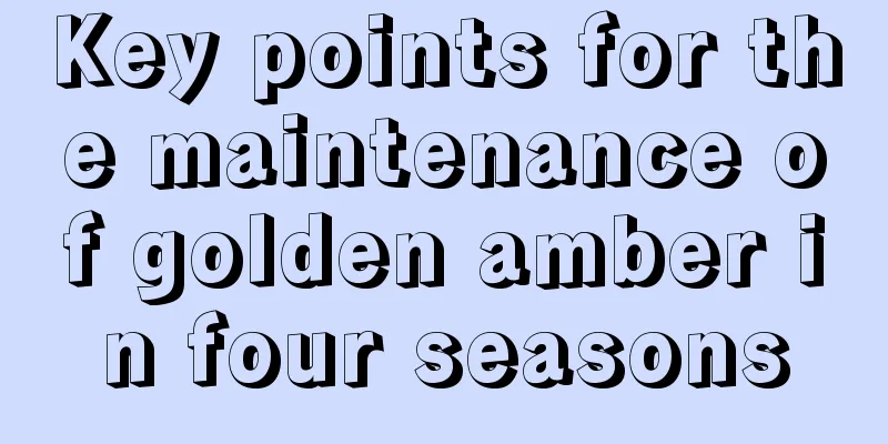 Key points for the maintenance of golden amber in four seasons